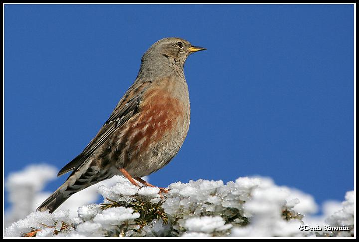 Accenteur alpin